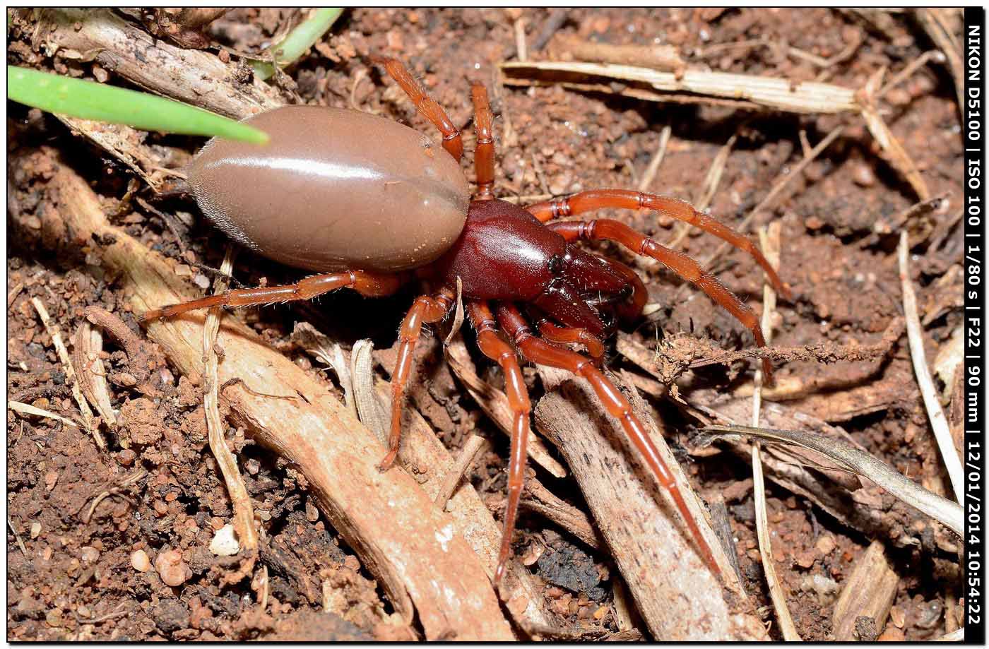 Dysdera sp., Dysderidae - Alghero (SS)